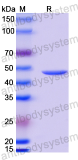 Anti-MPXV A29L Antibody (P1D7)