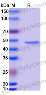 Anti-MPXV A29L Antibody (P1H10)