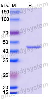 Anti-MPXV A29L Antibody (P2G3)