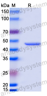 Anti-MPXV A29L Antibody (P2H3)