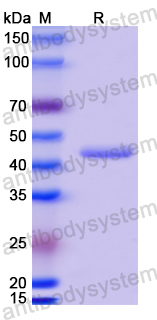 Anti-MPXV A29L Antibody (P2E5)