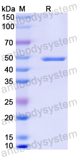 Anti-MPXV A29L Antibody (P2A6)