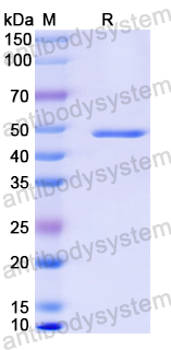 Anti-MPXV A29L Antibody (P2B8)