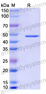 Anti-MPXV A29L Antibody (P2G9)