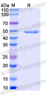 Anti-MPXV A29L Antibody (P2H9)