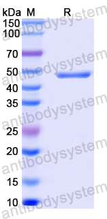 Anti-MPXV A29L Antibody (P2E12)