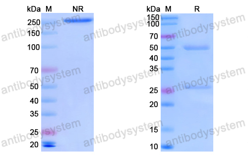 Anti-Vaccinia virus(VACV) H3L/Ag35 Antibody (B9)