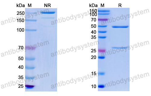 Anti-Vaccinia virus(VACV) D8L Antibody (LA5)