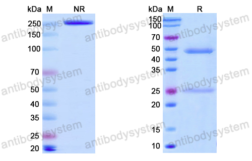 Anti-Vaccinia virus(VACV) A33R Antibody (A27D7)