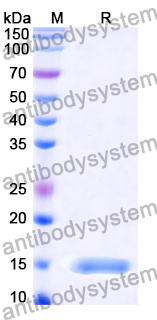 Anti-SARS-CoV S/Spike glycoprotein Nanobody (SAA1322)