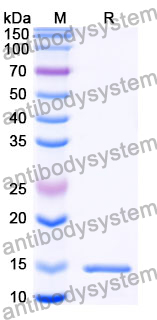 Anti-SARS-CoV S/Spike glycoprotein Nanobody (SAA1009)