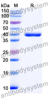 Anti-BVDV Envelope glycoprotein E2 Antibody (SAA2086)