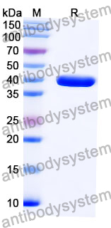 Anti-BVDV Envelope glycoprotein E2 Antibody (SAA2087)