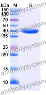 Anti-BVDV Envelope glycoprotein E2 Antibody (SAA2088)