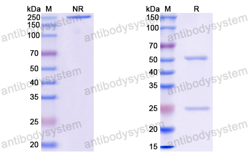 Anti-EBV/HHV-4 gH/BXLF2 Antibody (CL40)