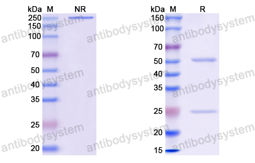 Anti-EBV/HHV-4 gH/BXLF2 Antibody (CL59)