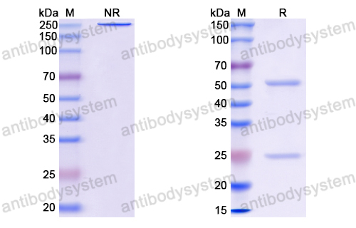 Anti-EBV/HHV-4 gH & gL Complexes Antibody (769B10)