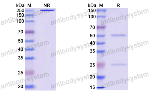 Anti-EBV/HHV-4 gH & gL Complexes Antibody (AMMO1)