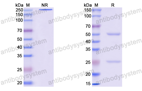 Anti-EBV/HHV-4 EBNA1/BKRF1 Antibody (3D4)