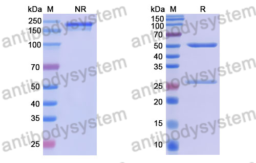 Anti-DENV-2 NS1 Antibody (DENV2P9)