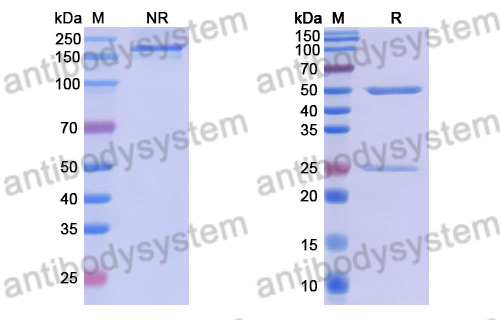 Anti-DENV-2 NS1 Antibody (DENV2P13)