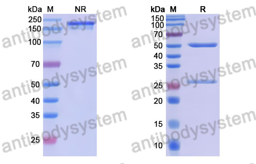 Anti-DENV-2 NS1 Antibody (DENV2P2)