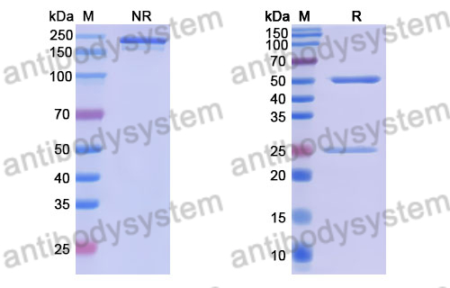Anti-DENV-4 NS1 Antibody (8A6F2)