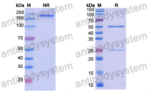 Anti-DENV-4 NS1 Antibody (6D4B10)
