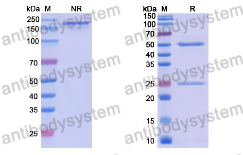 Anti-DENV-4 NS1 Antibody (3H7A9)