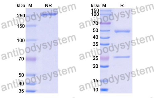 Anti-DENV-1/2 NS1 Antibody (2B7)