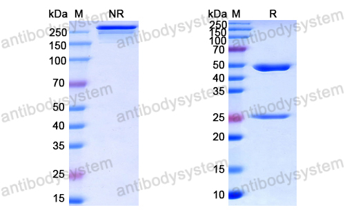 Anti-Human parvovirus B19/HPV-B19 VP2/Viral protein 2 Antibody (SAA0341)