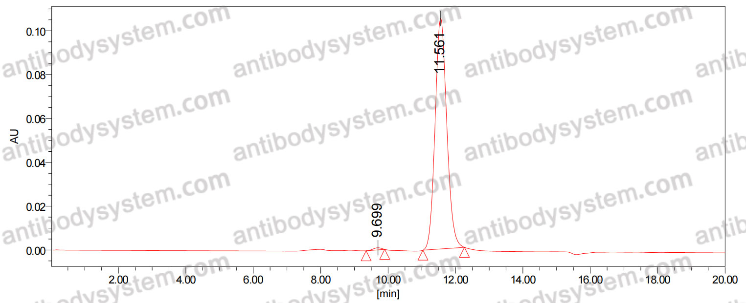 Anti-Coxsackievirus A6/CVA6 VP1/Capsid protein VP1 Antibody (SAA0354)