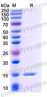 Anti-HIV1 Gag polyprotein Nanobody (SAA0889)