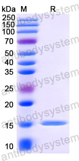 Anti-HIV1 Gag polyprotein Nanobody (SAA0890)