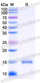 Anti-HIV1 Gag polyprotein Nanobody (SAA0891)