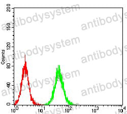 Anti-HPV B19 NS1/Non-structural protein 1 Antibody (R4D73)