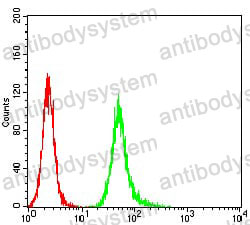 Anti-HPV B19 NS1/Non-structural protein 1 Antibody (R4D74)