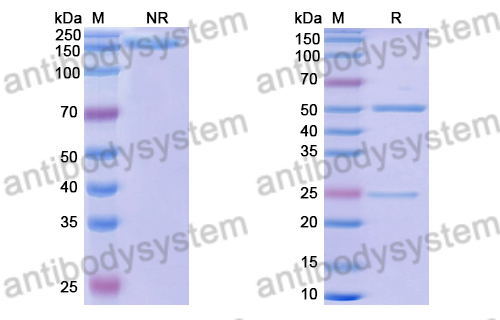 Anti-DENV-1 Envelope protein E/EDIII domain Antibody (E106#)