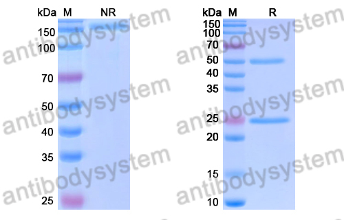 Anti-DENV-2 Envelope protein E/EDIII LR C-C' loop Antibody (E87#)