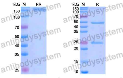 Anti-DENV-2 Envelope protein E/EDIII A strand Antibody (E76#)