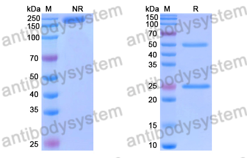 Anti-DENV-2 Envelope protein E/EDI/II dimer interface Antibody (E44#)