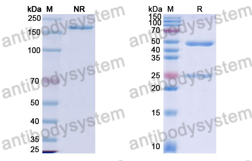 Anti-DENV-2 Envelope protein E/EDII fusion loop Antibody (E28#)