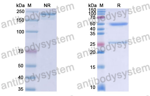 Anti-DENV-2 Envelope protein E/EDII fusion loop Antibody (E18#)