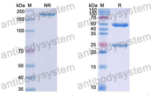 Anti-DENV-2 Envelope protein E/EDII fusion loop Antibody (E60#)