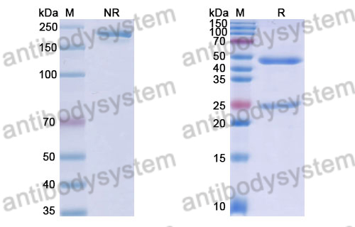 Anti-DENV-2 Envelope protein E Antibody (4G2)