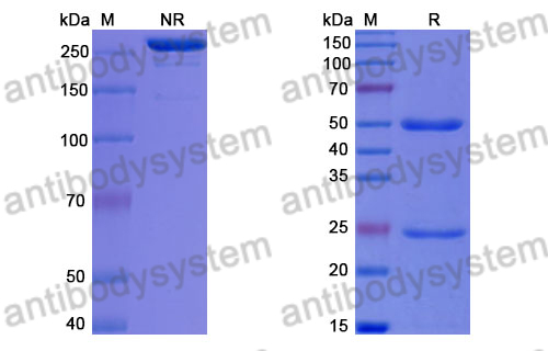 Anti-DENV-2 Envelope protein E/EDE1 Antibody (2C8)