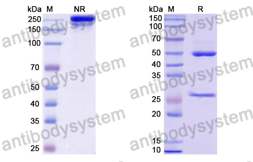 Anti-DENV-2 Envelope protein E/EDE1 Antibody (C10)