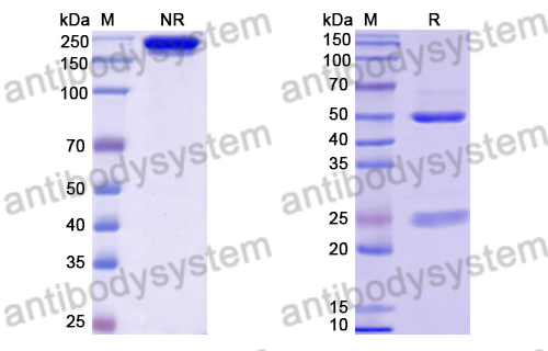 Anti-DENV-2 Envelope protein E/EDE2 Antibody (B7)
