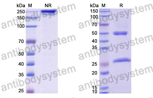 Anti-DENV-2 Envelope protein E/EDE2 Antibody (A11)