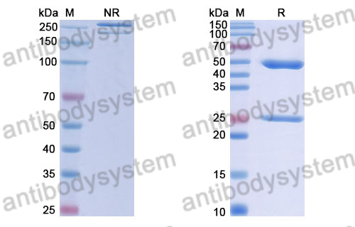 Anti-DENV-2 Envelope protein E Antibody (2D22)